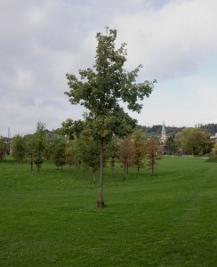 Landschafts-Hase in Gold: Eulachpark Winterthur.